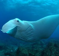 Manta Bommie Dive Site - Tourism Caloundra