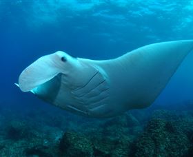 Manta Bommie Dive Site - Tourism Caloundra 0