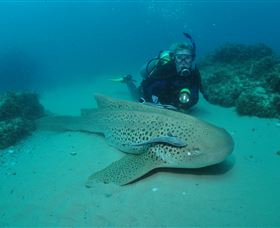 Manta Bommie Dive Site - Tourism Caloundra 1