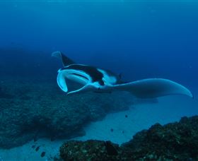 Manta Bommie Dive Site - Tourism Caloundra 2