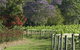 Cassegrain Wines - thumb 1