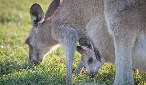 Moonee Beach Nature Reserve - Tourism Caloundra 2