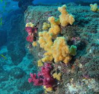Shag Rock Dive Site - Tourism Caloundra
