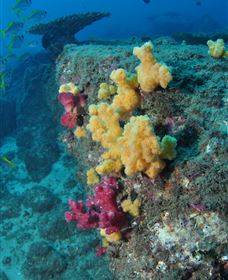 Shag Rock Dive Site - Tourism Caloundra 0