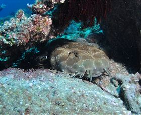 Shag Rock Dive Site - Tourism Caloundra 3