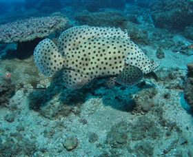 Shag Rock Dive Site - Tourism Caloundra 2