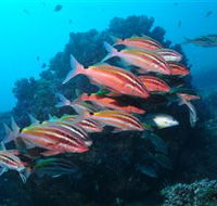 Flat Rock Dive Site - Tourism Caloundra