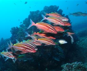 Flat Rock Dive Site - Tourism Caloundra 0