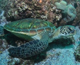 Flat Rock Dive Site - Tourism Caloundra 1