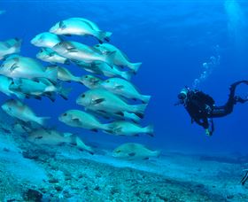 Flat Rock Dive Site - Tourism Caloundra 3