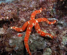 Flat Rock Dive Site - Tourism Caloundra 2