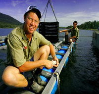 Armstrong Oysters - Tourism Caloundra