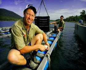 Armstrong Oysters - Tourism Caloundra 0
