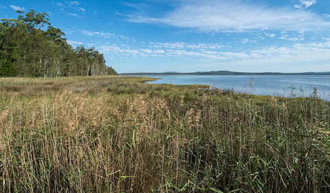 Lake Innes Nature Reserve - Tourism Caloundra 3