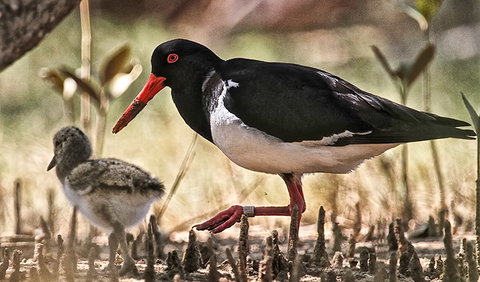 Brunswick Heads Nature Reserve - Tourism Caloundra 2