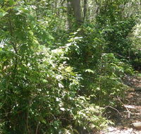 Bridle trail - Tourism Caloundra