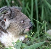 Koala Hospital - Tourism Caloundra