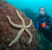 Cook Island Dive Site - Tourism Caloundra