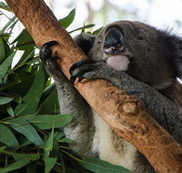 Macquarie Nature Reserve - Tourism Caloundra