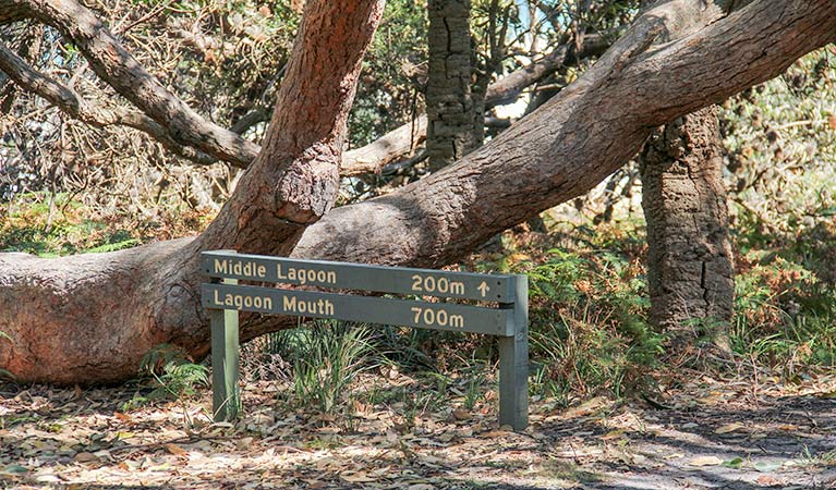Coopers Gully NSW Tourism Caloundra