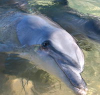 Dolphins of Monkey Mia - Tourism Caloundra