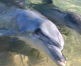 Dolphins Of Monkey Mia - Tourism Caloundra 0