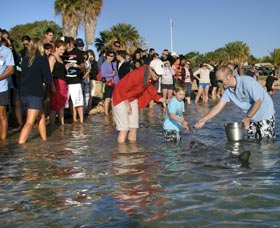 Dolphins Of Monkey Mia - Tourism Caloundra 1