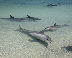 Dolphins Of Monkey Mia - Tourism Caloundra 2