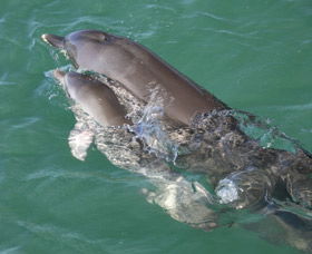 Dolphins Of Monkey Mia - Tourism Caloundra 3