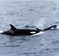 Killer Whale Trail - Tourism Caloundra