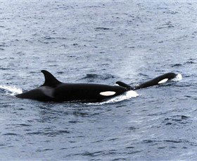 Killer Whale Trail - Tourism Caloundra 0