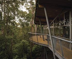 Tarkine Forest Adventures - Dismal Swamp - Tourism Caloundra 0