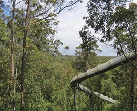Tarkine Forest Adventures - Dismal Swamp - Tourism Caloundra 1