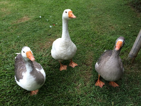 Djanbung Permaculture Gardens - Tourism Caloundra 6