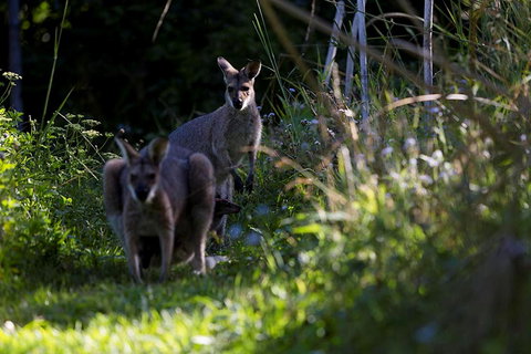 Djanbung Permaculture Gardens - Tourism Caloundra 8