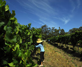 Cullen Wines - Tourism Caloundra 1