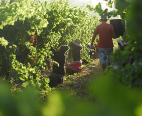 Cullen Wines - Tourism Caloundra 2