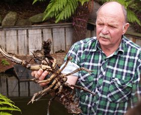 Flowerdale TAS Tourism Caloundra