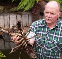 Lobster Ponds - Tourism Caloundra