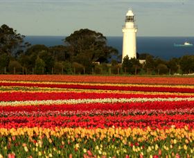 Table Cape - Tourism Caloundra 5