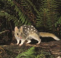 Tarkine Forest Reserve - Tourism Caloundra