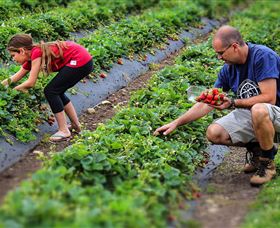 Turners Beach Berry Patch - Tourism Caloundra 3