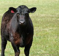 Denham Farm Beef and Lamb - Tourism Caloundra