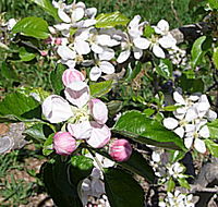 Avro Park Orchards - Tourism Caloundra