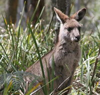 Blue Mountains Guides - Tourism Caloundra