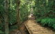 Lake Barrine Circuit Track, Crater Lakes National Park - thumb 0