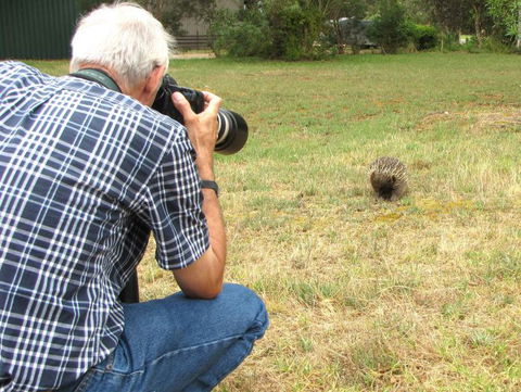 Echidna Walkabout Nature Tours - Tourism Caloundra 5