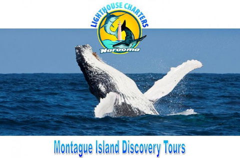 Lighthouse Charters Narooma - Tourism Caloundra 0