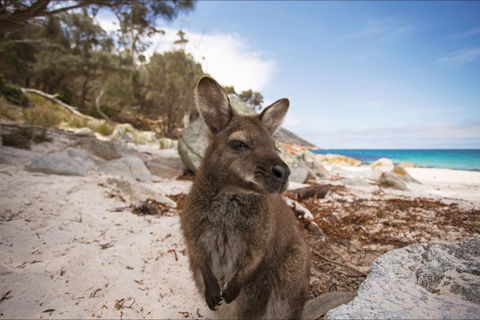 Nullarbor Traveller - Tourism Caloundra 27