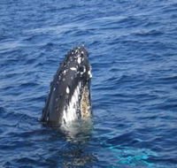 Jervis Bay Whales - Tourism Caloundra